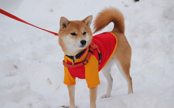 乐鱼（中国）体育官方网站-_鹈鹕队迎来重要胜利，逐步稳固排名_，鹈鹕队排名第几