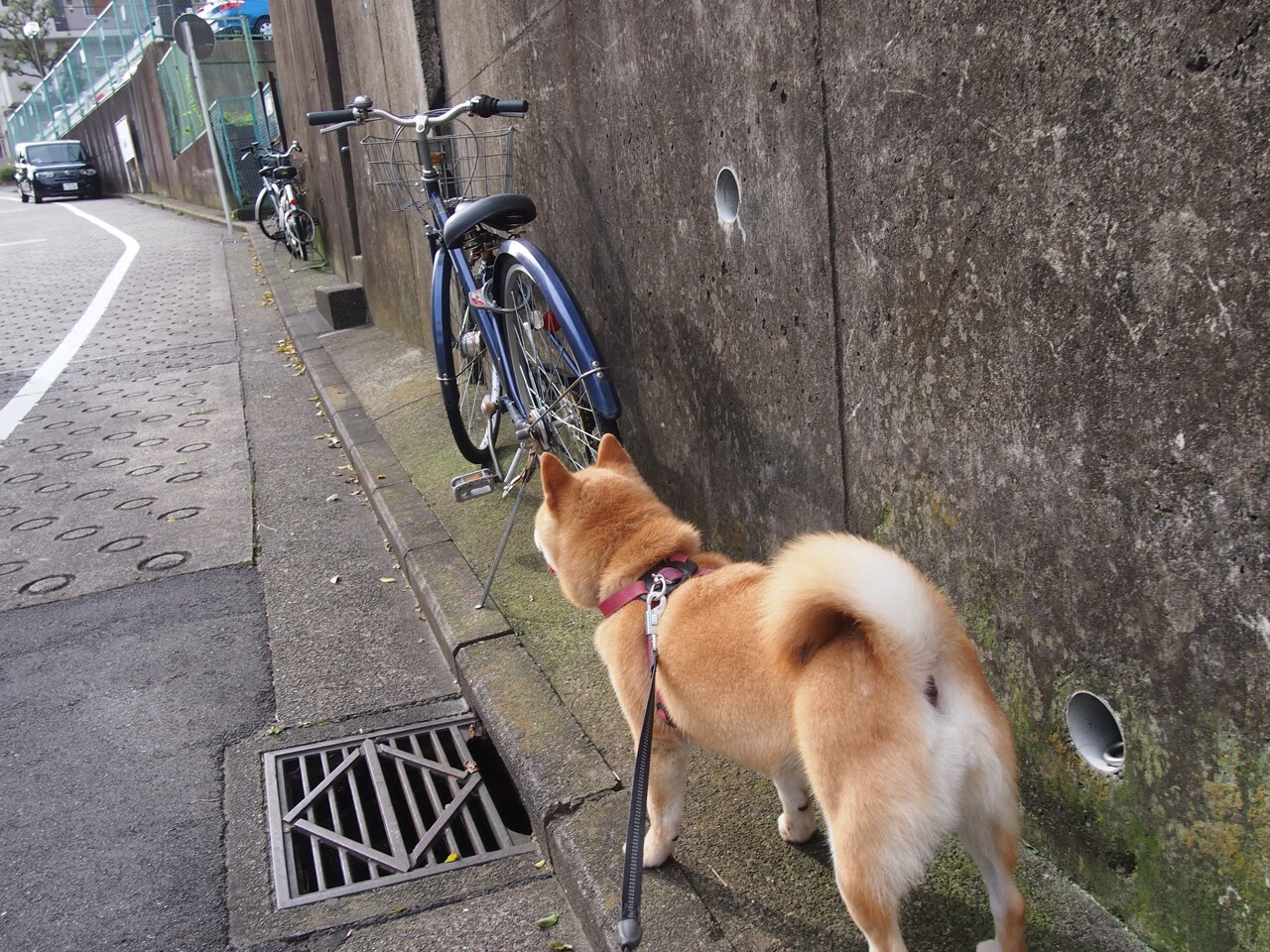 太阳新签约球员被评为“最佳新秀体验官”,太阳新球衣