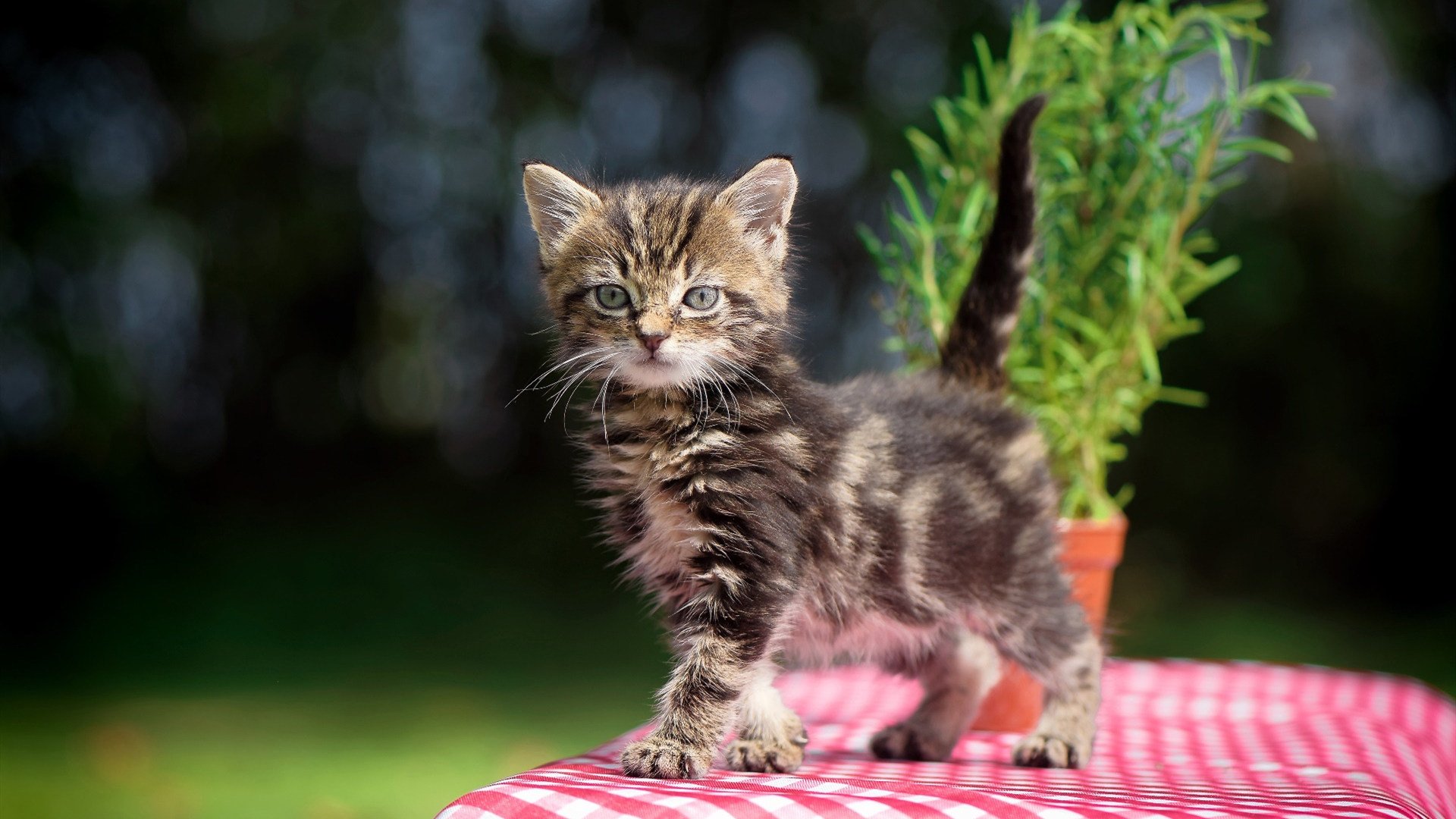 leyu乐鱼在线登录入口-比利时男子排球队在本届奥运会上获得第五名，比利时排球排名