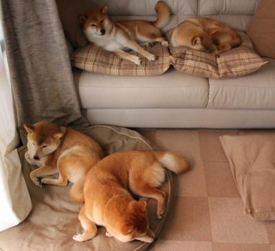 乐鱼体育平台app下载-比利时羽毛球选手在女子单打比赛中获得第九名，比利时有大赛冠军吗