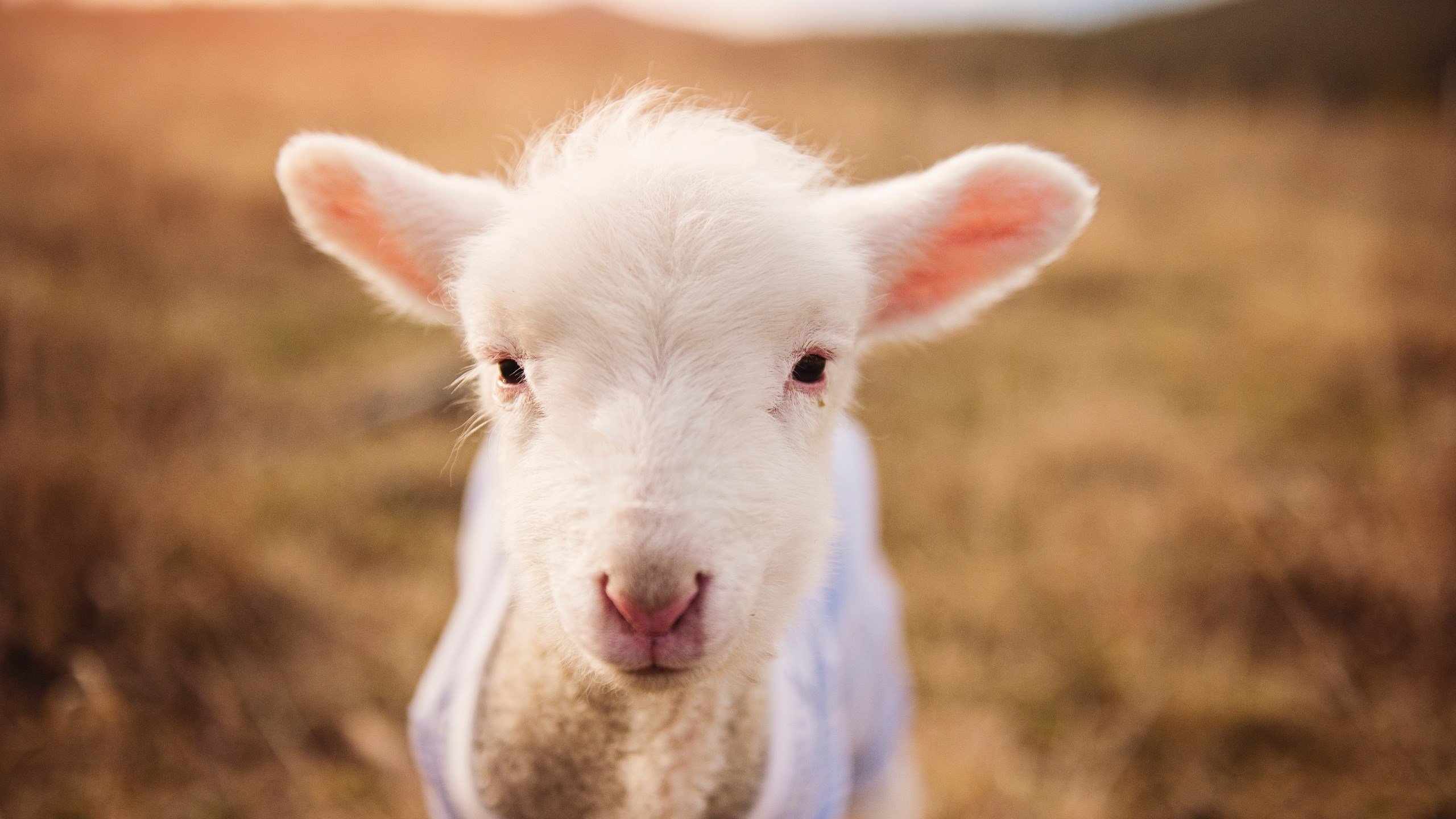 全球杯篮球比赛中球员的留念照片走红网络,篮球杯冠军