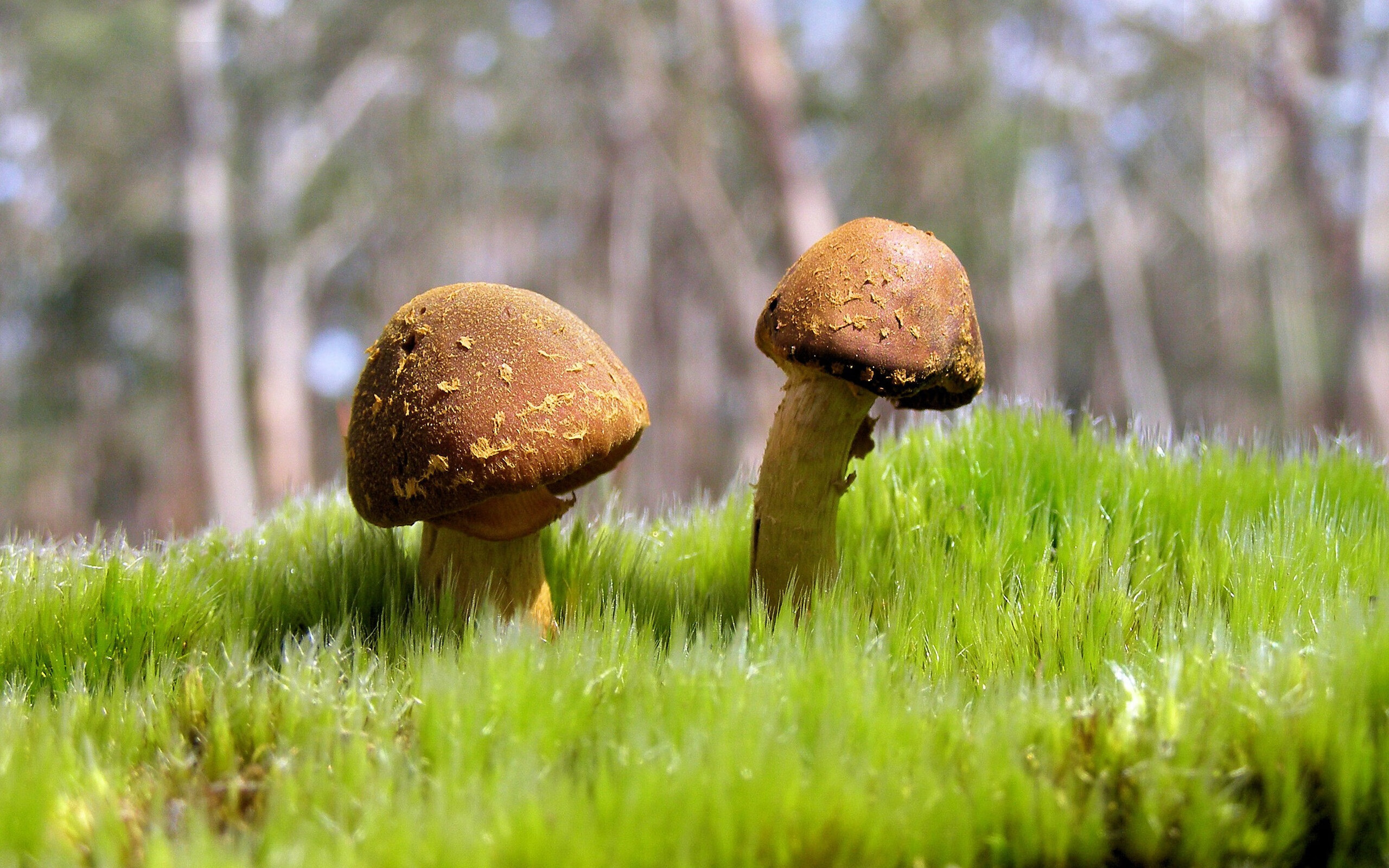 乐鱼vip-哲莱助球队进攻第一，亚特兰大前锋密布高潮，亚特兰大 主帅