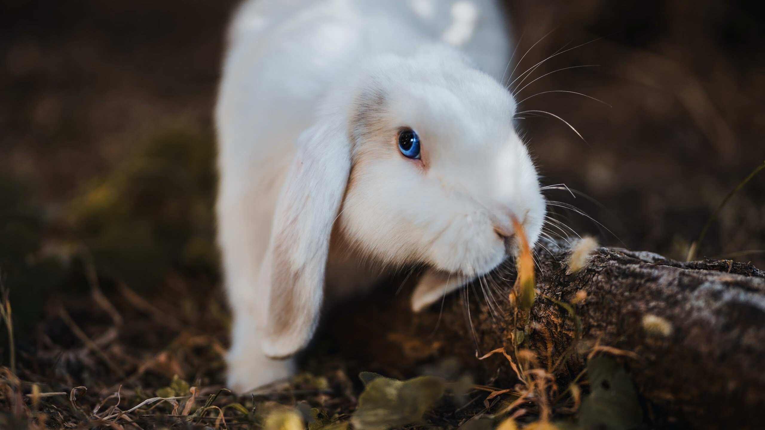 墨西哥骑手安德烈斯·阿兹卡拉加在巴黎奥运会上首次亮相,尽管未能晋级,但表现积极。