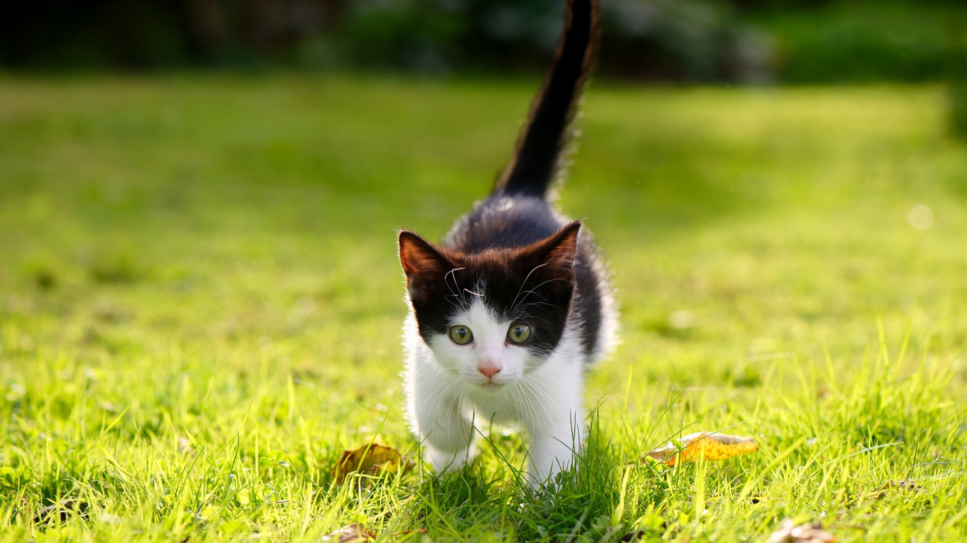 leyu乐鱼-壓倒性控球率傳達出球隊實力和戰術，压倒性含义