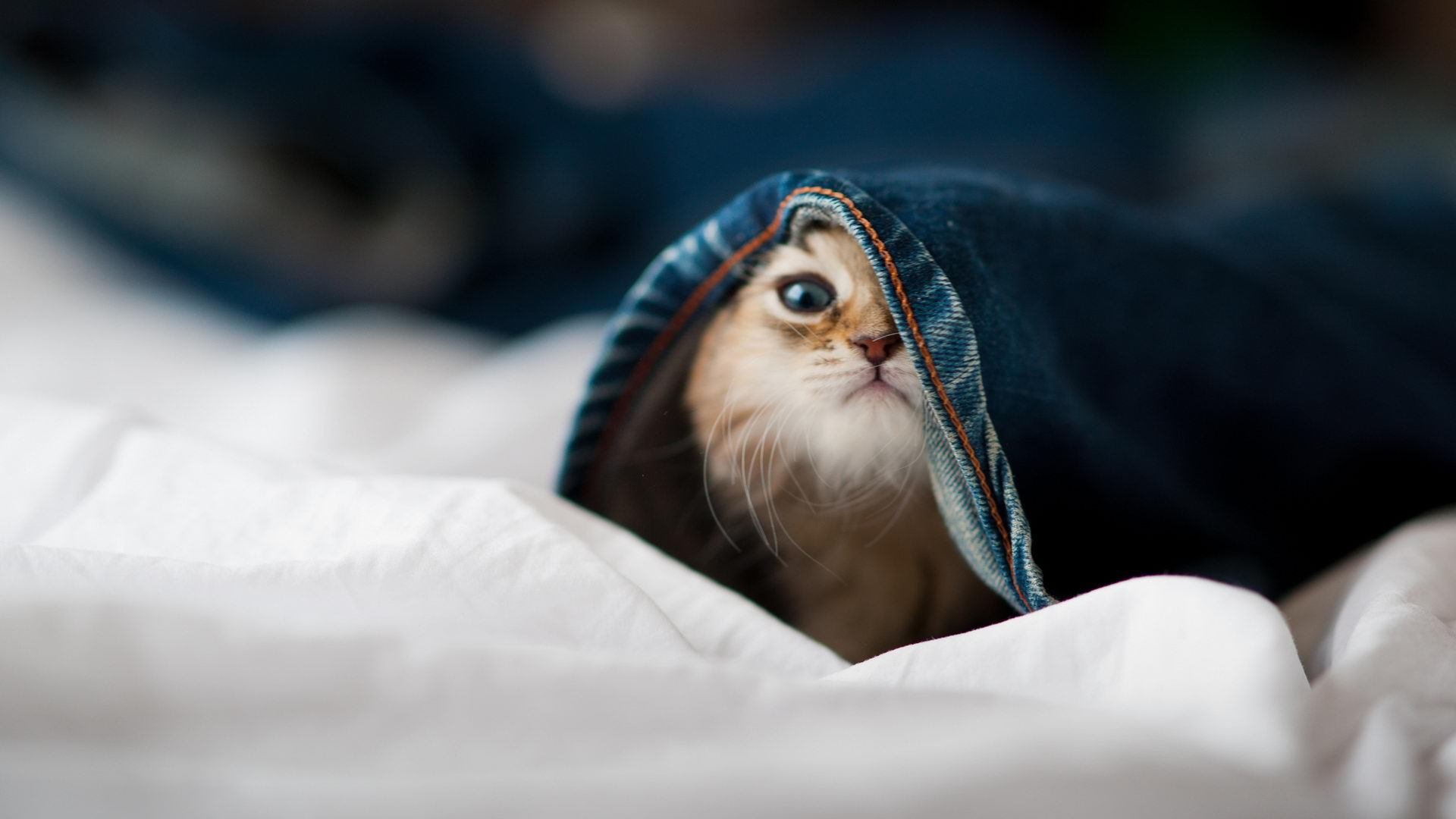 乐鱼（LEYU）体育-意甲赛场上一场令人难忘的胜利之夜，意甲连胜