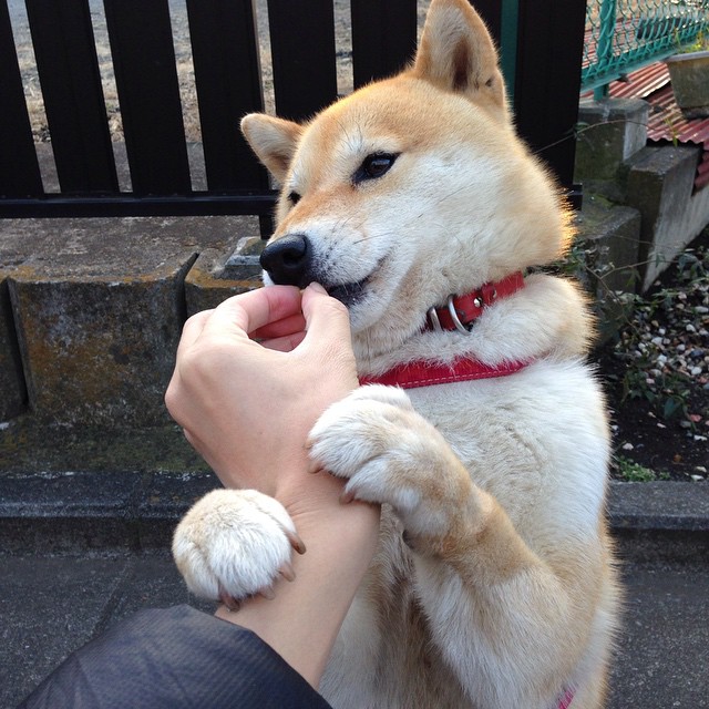 队员受伤频发,球队整体作战受损,球队失误