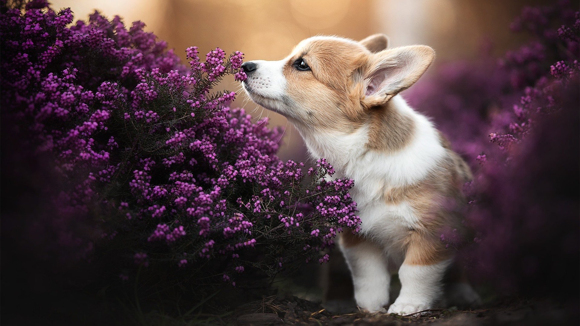 乐鱼电竞-中超球队比赛调度节奏对比分影响，中超规则2021降级