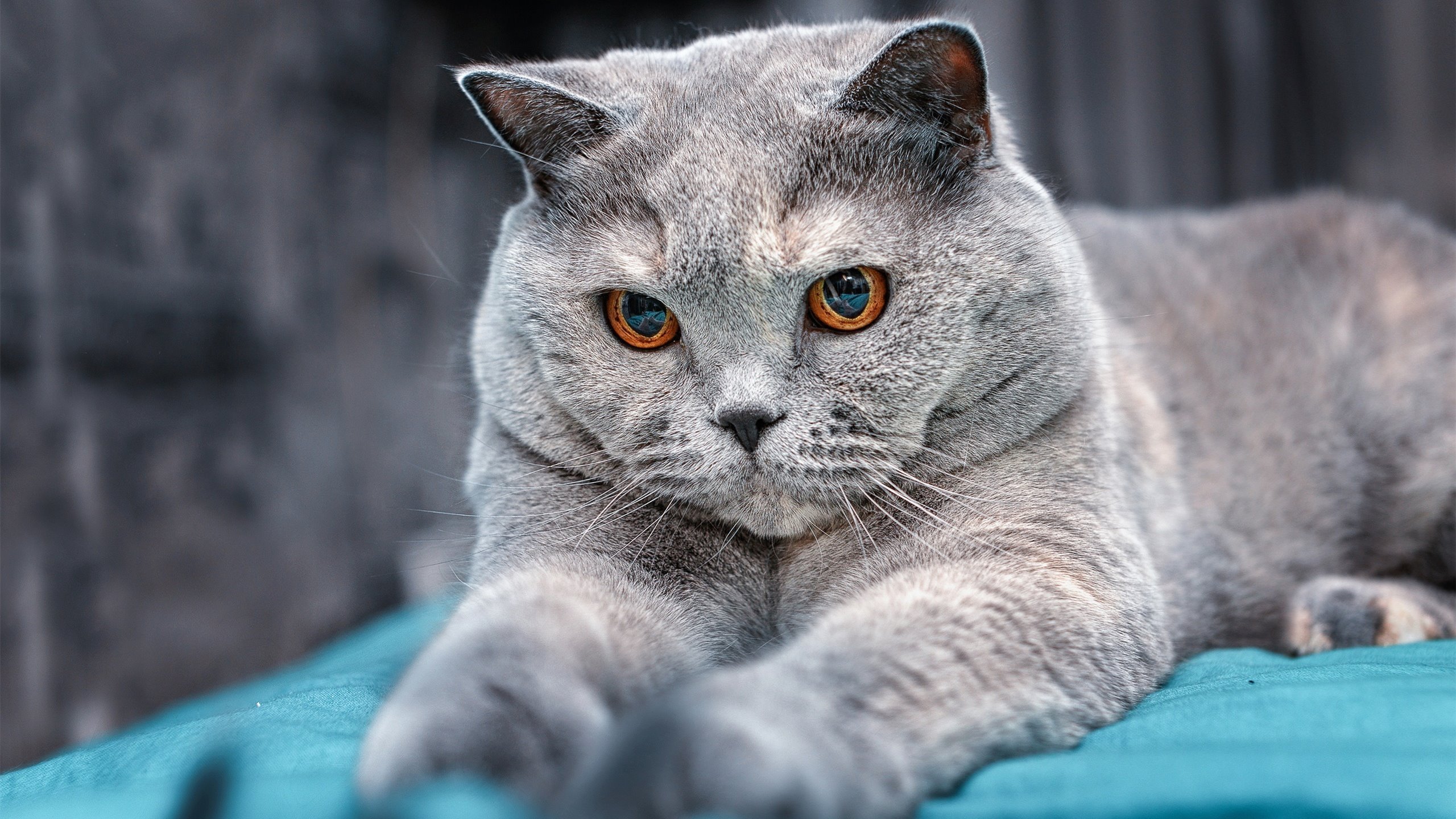 校园体育文化促进学生综合素质,校园体育文化的功能有哪些 增强体育和健康意识