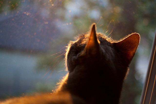 乐鱼电竞· (中国)官方网站-中国香港队的未来：如何在混合团体赛中找到突破点与优势，香港队名单
