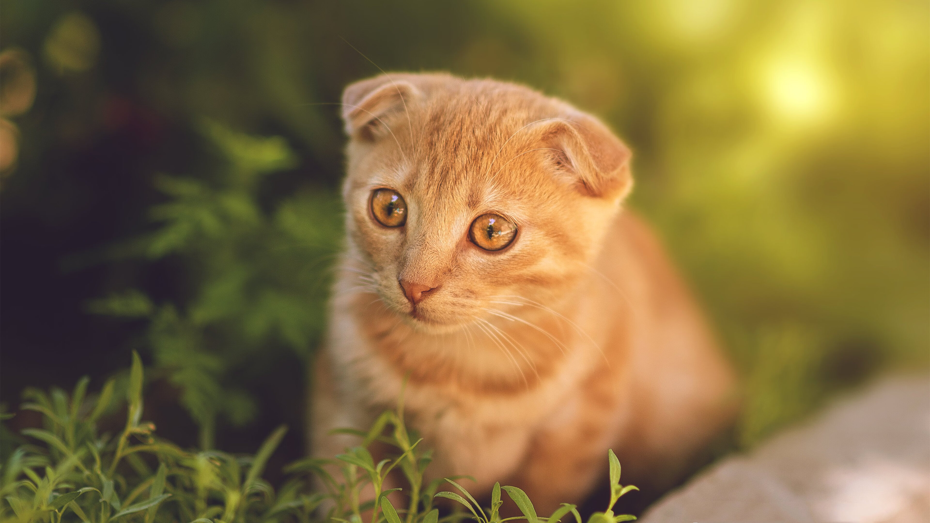 罗马尼亚队表现不俗,国际乒联混合团体世界杯赛场回顾,罗马尼亚乒乓球运动员男