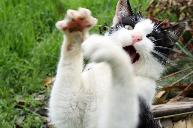 全球足球年度最佳战役回顾,精彩不断,全球足球最佳阵容