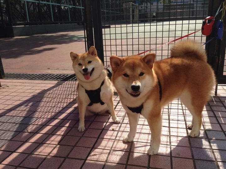 LeyuSports-曼联前锋单场双响助球队逆转胜利，曼联双雄