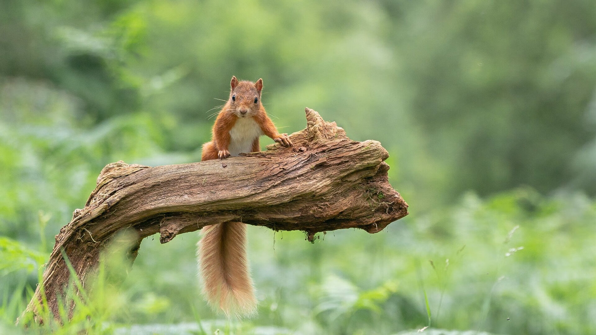 乐鱼体育APP官方下载-赞比亚男篮在非洲预赛中拼搏不息，目标奥运在望，赞比亚球星